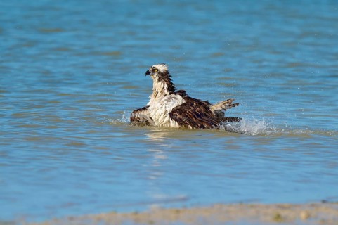 An eagle resting in the water with its wings outstretched, slight water movement, Osprey (Pandion