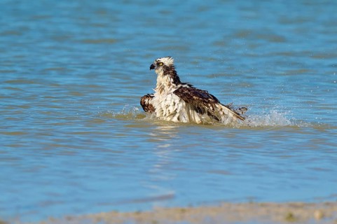 An eagle sits in the water with splashing water around it, Osprey (Pandion haliaetus), Flamingo,