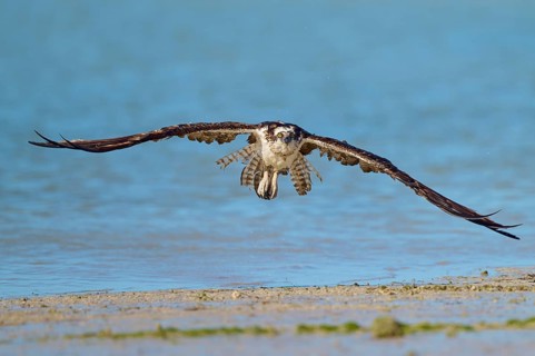 Osprey hovering just above the surface of the water, its wings spread wide, Osprey (Pandion