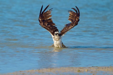 An eagle spreads its wings over a blue body of water, Osprey (Pandion haliaetus), Flamingo,