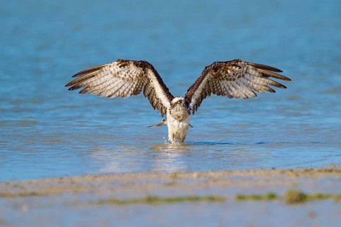 Osprey spreads its wings over the water against a natural backdrop, Osprey (Pandion haliaetus),