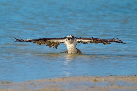 An eagle majestically spreads its wings on the surface of the water, Osprey (Pandion haliaetus),
