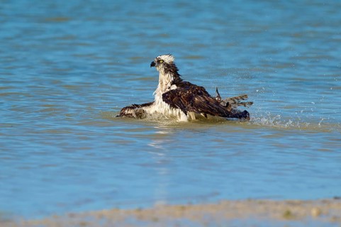 An eagle swims calmly through the water with slightly raised wings, Osprey (Pandion haliaetus),