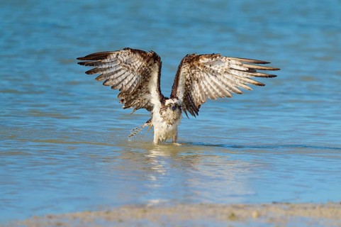 An eagle raises its wings above the water, ready for flight, Osprey (Pandion haliaetus), Flamingo,