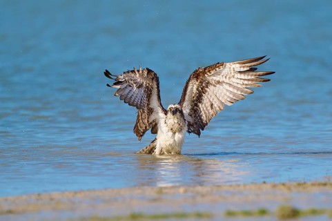 Osprey raises its wings in the blue water, creating an elegant scene, Osprey (Pandion haliaetus),