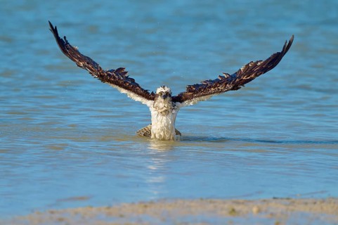 An eagle takes off from the water with its wings spread wide, Osprey (Pandion haliaetus), Flamingo,