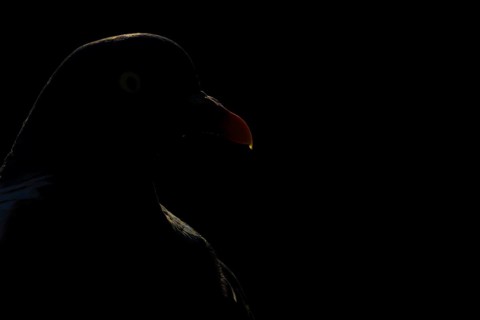 Wood pigeon (Columba palumbus) adult bird backlit head portrait, England, United Kingdom