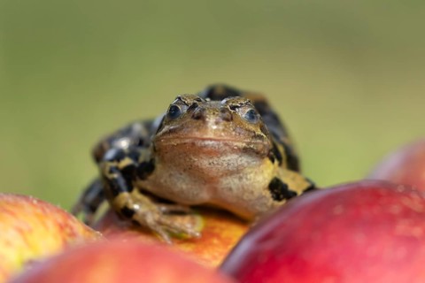 Common frog (Rana temporaria) adult amphibian on a fallen apple in a garden, England, United