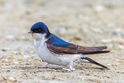 Common house martin, northern house martin (Delichon urbicum) collecting mud in beak from puddle