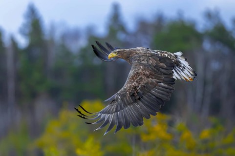 White-tailed eagle, Eurasian sea eagle, erne (Haliaeetus albicilla) juvenile in flight over