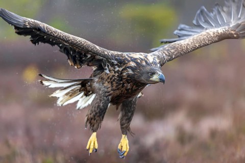 White-tailed eagle, Eurasian sea eagle, erne (Haliaeetus albicilla) soaking wet juvenile flying