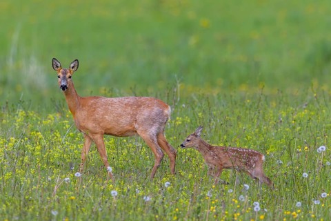 European roe deer (Capreolus capreolus) female, doe with single fawn foraging in meadow, grassland