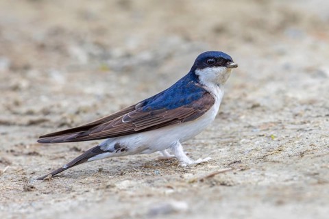 Common house martin, northern house martin (Delichon urbicum) collecting mud in beak for building