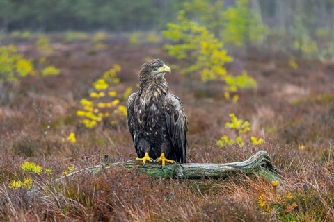 White-tailed eagle, Eurasian sea eagle (Haliaeetus albicilla) adult perched on fallen branch in