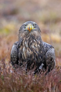 White-tailed eagle, Eurasian sea eagle (Haliaeetus albicilla) adult on the ground in moorland,