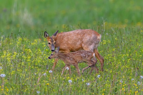 European roe deer (Capreolus capreolus) female, doe sniffing single fawn in meadow, grassland with