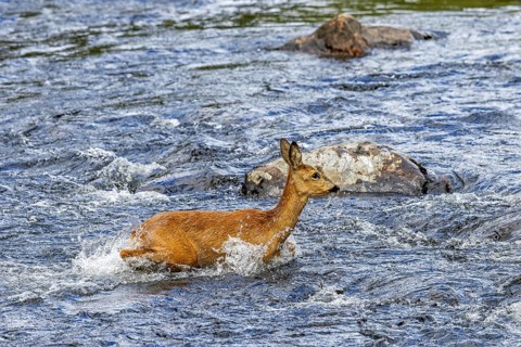 European roe deer (Capreolus capreolus) female, doe crossing fast-flowing water of stream, river in