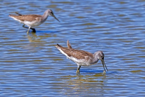 Two common greenshanks (Tringa nebularia) foraging in shallow water of pond in late summer, early
