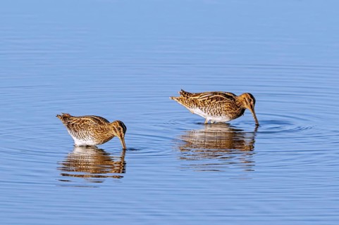 Two common snipes (Gallinago gallinago) foraging in shallow water by probing soft mud in pond in