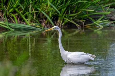 Great white egret, great egret (Ardea alba) non-breeding adult fishing in shallow water of pond in