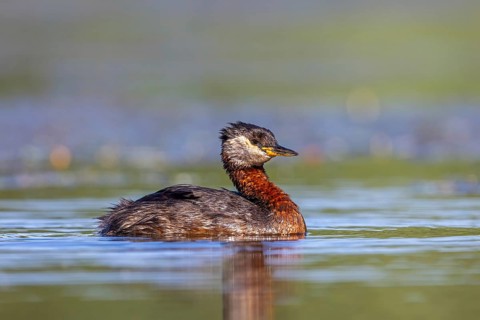 Red-necked grebe (Podiceps grisegena, Podiceps griseigena) adult in breeding plumage swimming in