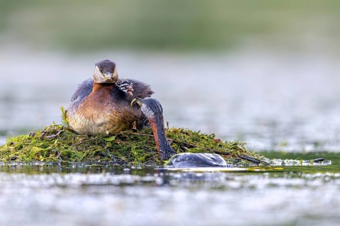 Red-necked grebe (Podiceps grisegena, Podiceps griseigena) male in breeding plumage feeding chick