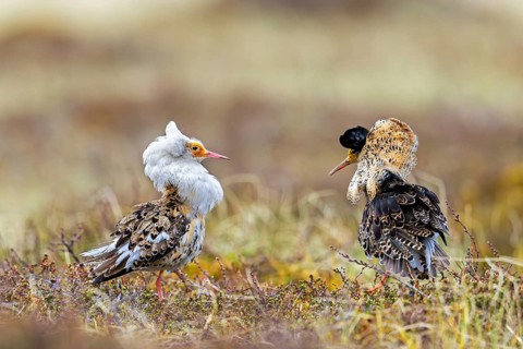 Two ruffs (Calidris pugnax), satellite with white neck ruff and territorial male in breeding