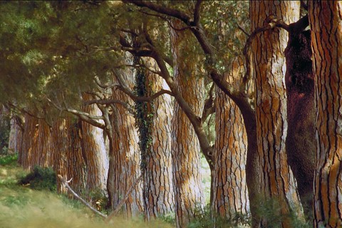 Pine avenue (Pinus pinea), Tuscany, Italy