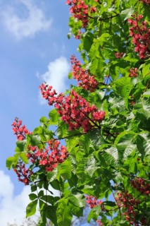 Red-flowering horse chestnut (Aesculus carnea), North Rhine-Westphalia, Germany