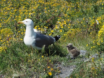 A Mediterranean gull (Larus michahellis) stands next to a chick in the green grass, surrounded by