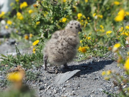 A fluffy chick of the Mediterranean gull (Larus michahellis) stands on a stony path with yellow