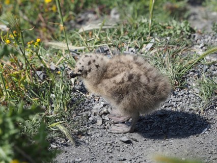 Chick of Mediterranean gull (Larus michahellis) standing in a grassy area. Porquerolles Island,