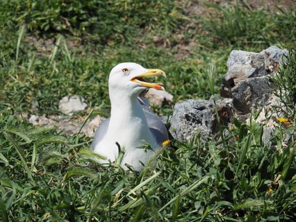 Mediterranean gull (Larus michahellis) breeding in the nest on grassy ground next to rocks.