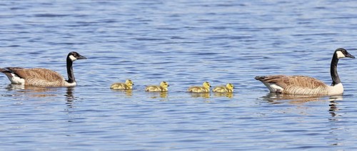 Canada goose (Branta canadensis), pair swimming with chicks on a lake, animal pair, wildlife,