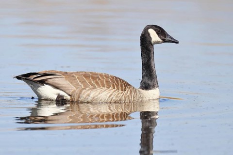 Canada goose (Branta canadensis), swimming on a lake, wildlife, birds, geese, nature reserve