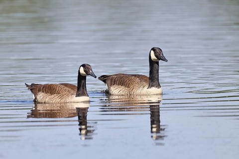 Canada goose (Branta canadensis), pair swimming on a lake, animal pair, wildlife, birds, geese,