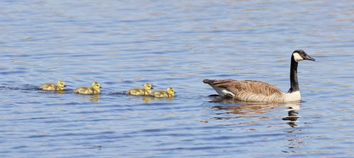 Canada goose (Branta canadensis), swimming with chicks on a lake, animal pair, wildlife, birds,