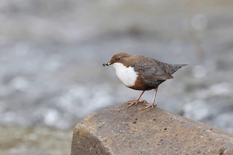 White-throated Dipper (Cinclus cinclus) standing with prey on a stone in the middle of a stream,