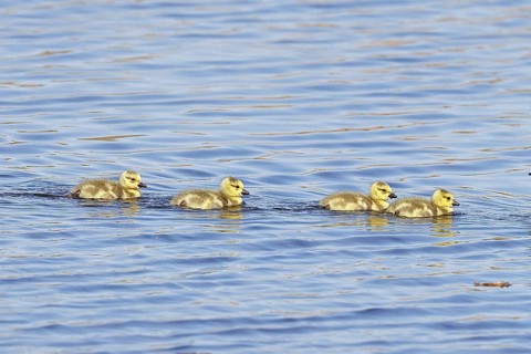 Canada goose (Branta canadensis), chicks swimming on a lake, young animals, wildlife, birds, geese,