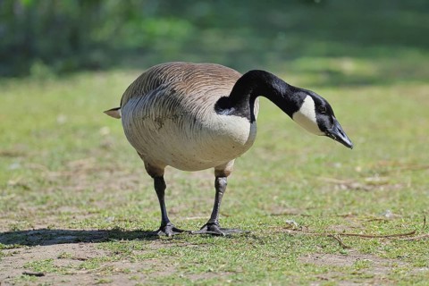 Canada goose (Branta canadensis), running on the lakeshore, wildlife, birds, geese, nature reserve
