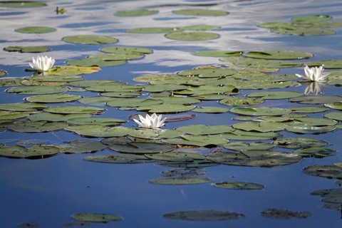 Pond with beautiful water lilies, summer, Germany