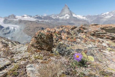 A solitary purple wildflower Aster des Alpes (Aster alpinus) rises from the rocky ground and