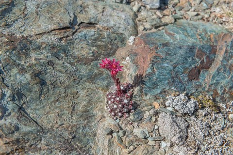 A striking pink flower Sempervivum arachnoideum (cobweb houseleek) grows out of a rocky surface and