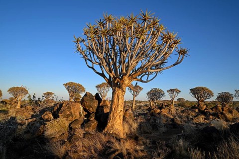 Quiver tree (Aloe dichotoma) in the morning light, quiver tree forest near Keetmanshoop, Karas