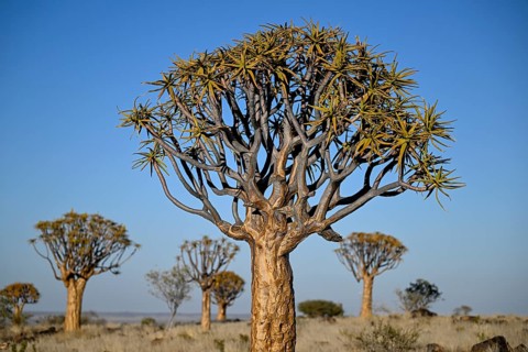 Quiver tree (Aloe dichotoma), quiver tree forest near Keetmanshoop, Karas Region, Namibia