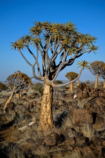 Quiver tree (Aloe dichotoma), quiver tree forest near Keetmanshoop, Karas Region, Namibia