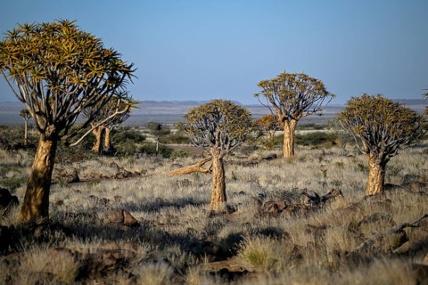 Quiver trees (Aloe dichotoma), quiver tree forest near Keetmanshoop, Karas Region, Namibia