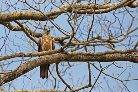 Black Kite or Black Kite (Milvus migrans) in Cubbon Park, Begaluru or Bangalore, Karnataka, India