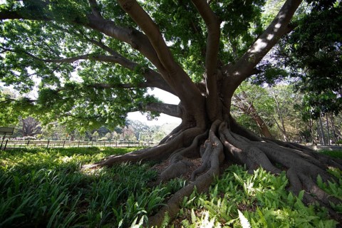 Old kapok tree (Ceiba pentandra) in the Lalbagh Botanical Garden, Begaluru or Bangalore, Karnataka,