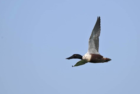 Flying drake of the shoveler (Anas clypeata) in front of a blue sky, Lower Rhine, North